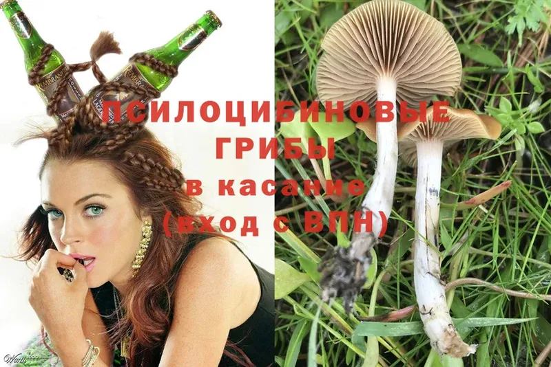 Псилоцибиновые грибы Cubensis  Октябрьский 